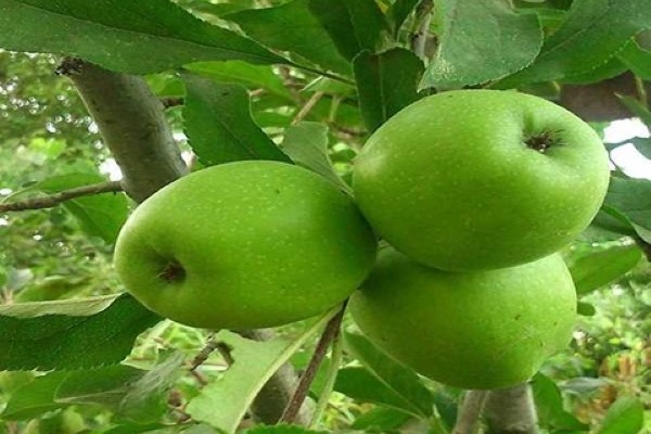 تصویر 3 از خرید و قیمت سیب ریز ترش + فروش صادراتی